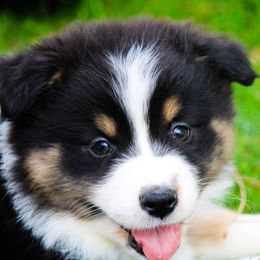Fern - Australian Shepherd puppy in Coldwater, Michigan from Northern Star Australian Shepherds