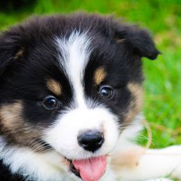 Fern - Australian Shepherd puppy in Coldwater, Michigan from Northern Star Australian Shepherds