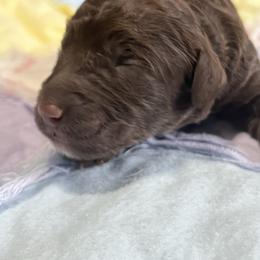 Female 2 - Chocolate female Labradoodle puppy in Mountain View, Missouri from Gastineau Doodles