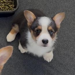 AKC Orange - Black and tan male Pembroke Welsh Corgi puppy in Summerfield, Florida from Promise Land Farm