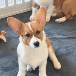 Yellow Collar - Red female Pembroke Welsh Corgi puppy in Nevada, Iowa from Rogers AKC Corgis of Iowa.
