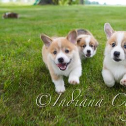 Pembroke Welsh Corgi Puppies from Indiana Corgis LLC