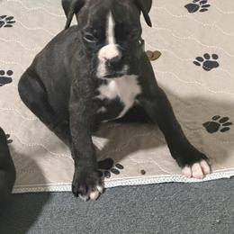 Everest - Brindle male Boxer puppy in Norwich, Connecticut from Blazing Boxers