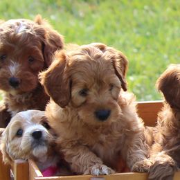 Cavapoos, Poodles, and Springerdoodles from Sugarland Puppies