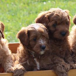 Cavapoos, Poodles, and Springerdoodles from Sugarland Puppies