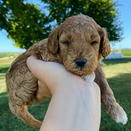 Goldendoodle Puppies from J&J Doodles