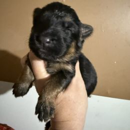Glinda - Black and red female German Shepherd puppy in Lakeland, Florida from Fur Love And Puppies
