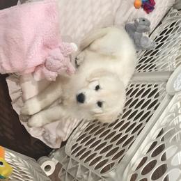 Golden Retriever Puppies from Chrysanthos Golden Retrievers
