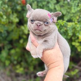 Vanya - Chocolate blue female Chihuahua puppy in Newport Beach, California from Exotic City Pomeranians and chihuahuas