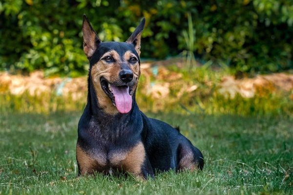 Find Working Dog Cross puppies for sale