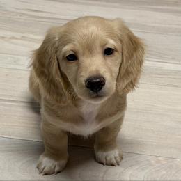Kringle - Cream male Dachshund puppy in Rockwell, North Carolina from Lucy’s Mini Doxies