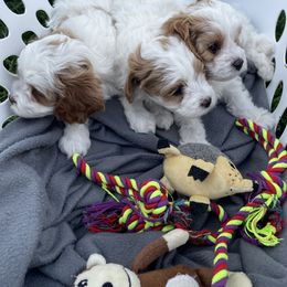 Cavapoo Puppies from Ellas.Pups