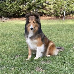 Shetland Sheepdogs from Southern Shelties