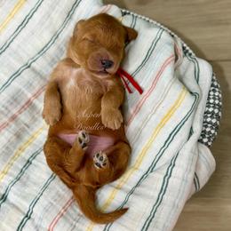 Red collar WOODY - Apricot male Goldendoodle puppy in Salem, Utah from Aspen Doodles