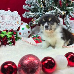 Bruiser - Black and tan male Pembroke Welsh Corgi puppy in Charleston, Arkansas from Hilltop Corgis