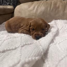 Rudy - Red  male Goldendoodle puppy in Graham, North Carolina from Geise Meadow Doodles