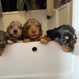 Dachshund Puppies from Sawyer’s Teenie Weenies