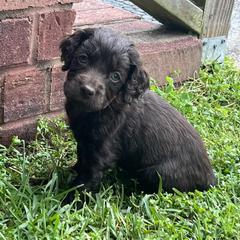 Boykin Spaniels from Redhill Boykin Spaniels