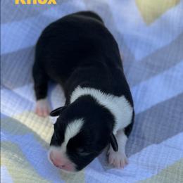 Knox - Black and white male Cardigan Welsh Corgi puppy in Hope, Arkansas from Foxy Knoll Farm