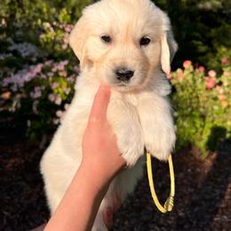 Girl 3 - Light golden female Golden Retriever puppy in Battleground, Washington from Brooklin Canine