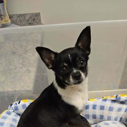 Chihuahua puppies from Carly Parker