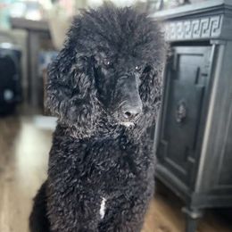 Trina - Poodle