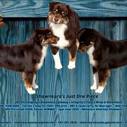 Twix - Red tri-color male Miniature American Shepherd puppy in Monroe, Utah from Shawnkara Australian Shepherds & Miniature American Shepherds
