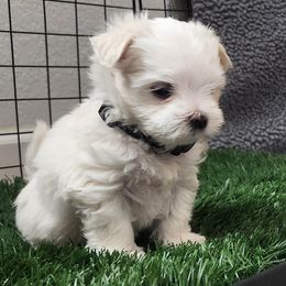 Maltese Puppies from Arizona Maltese Gems