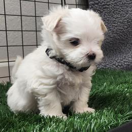 Maltese Puppies from Arizona Maltese Gems