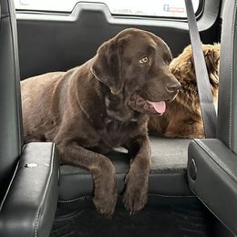 ROUX - Labrador Retriever
