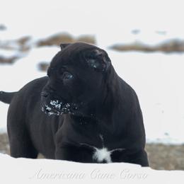 Rune - Black female Cane Corso puppy in Cable, Ohio from Americana Cane Corso