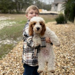 Poodle Puppies from Poodles of Tampa Bay