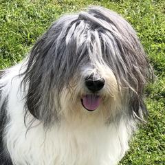 Zoe - Polish Lowland Sheepdog