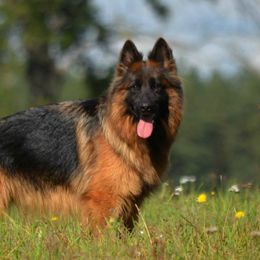 Valkyrie - German Shepherd