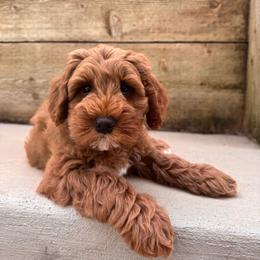 Birdie - Red female Australian Labradoodle puppy in Prunedale, California from Summer Hill Labradoodles