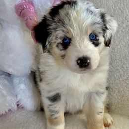 Australian Shepherd Puppies from Bedtime Story Australian Shepherds