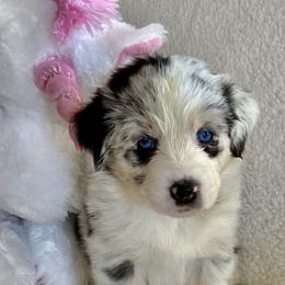 Australian Shepherd Puppies from Bedtime Story Australian Shepherds