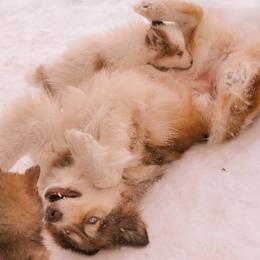 Native American Indian Dog Puppies from Seven Sisters Canids