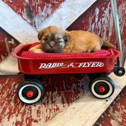 Freddie - Red male Shih Tzu puppy in Success, Missouri from Sweet Success