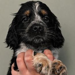 Elvis - Tri-Roan male English Springer Spaniel puppy in Fort White, Florida from Thunderbird Springers