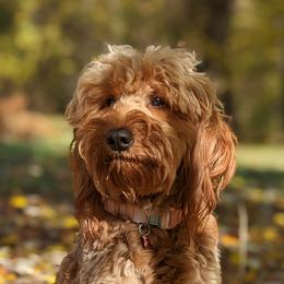 Goldendoodles and Poodles from Alger Farm, LLC