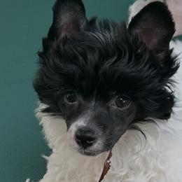 Chinese Crested puppies from BryMar Chinese Cresteds