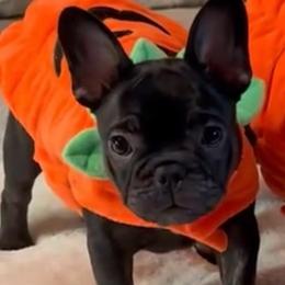 Shirley - Black female French Bulldog puppy in Clifton, Texas from Blue Ribbon French Bulldogs