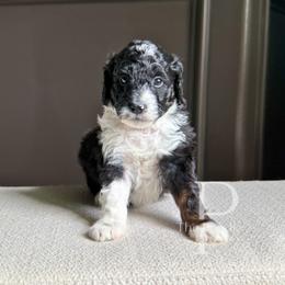 Onyx - Black and white male Bernedoodle puppy in Tulsa, Oklahoma from The Poodle Co. Raising Doodles & Poodles