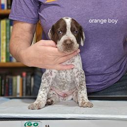 Orange Boy - Liver and white male German Shorthaired Pointer puppy in Johnson City, Tennessee from ShatzFired Shorthairs