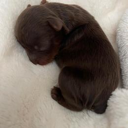 Yorkshire Terrier Puppies from Wagsly Yorkie Puppies