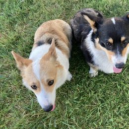 Pembroke Welsh Corgi Puppies from Red Wagon Farm