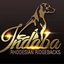 Rhodesian Ridgebacks from Indaba Ridgebacks