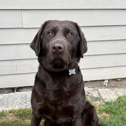 Sugar - Labrador Retriever