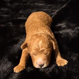 Boy 2 - male Maltipoo puppy in Greenfield, Iowa from Sugar Plum Puppies
